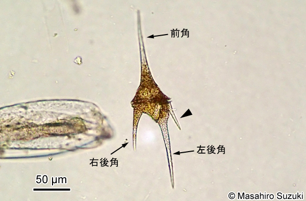イケツノモ Ceratium hirundinella