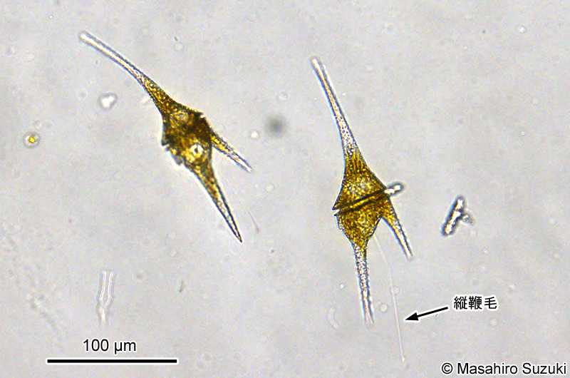 イケツノモ Ceratium hirundinella