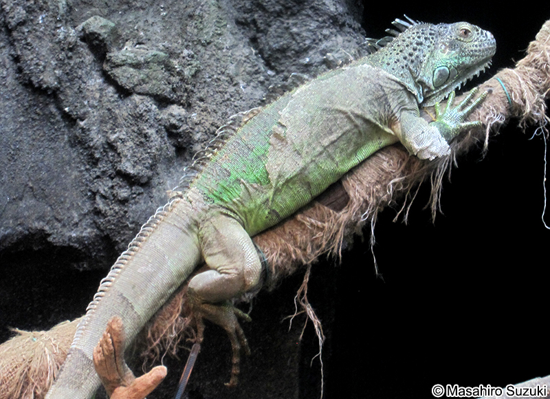 グリーンイグアナ Iguana iguana