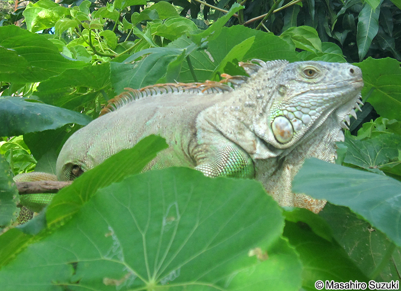 グリーンイグアナ Iguana iguana