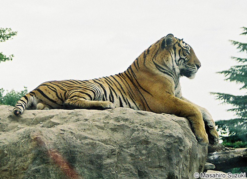 ベンガルトラ Panthera tigris tigris