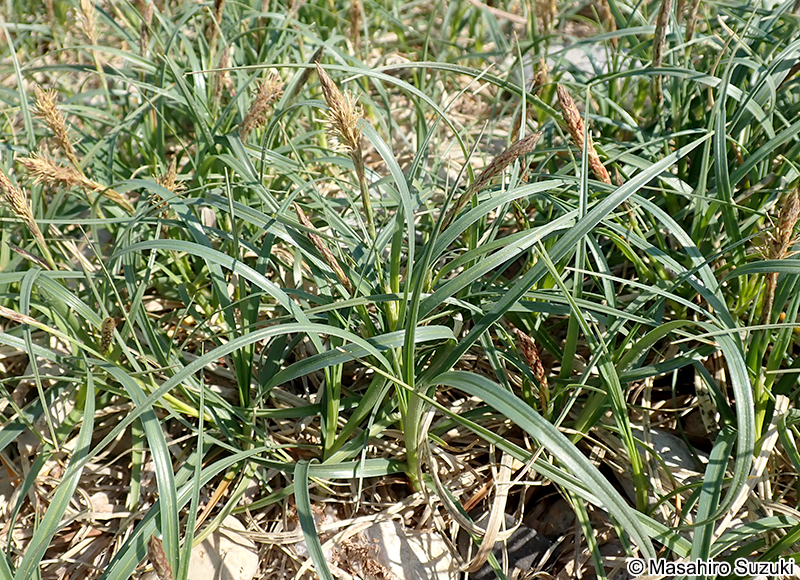 コウボウシバ Carex pumila