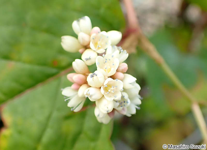ツルソバ Persicaria chinensis