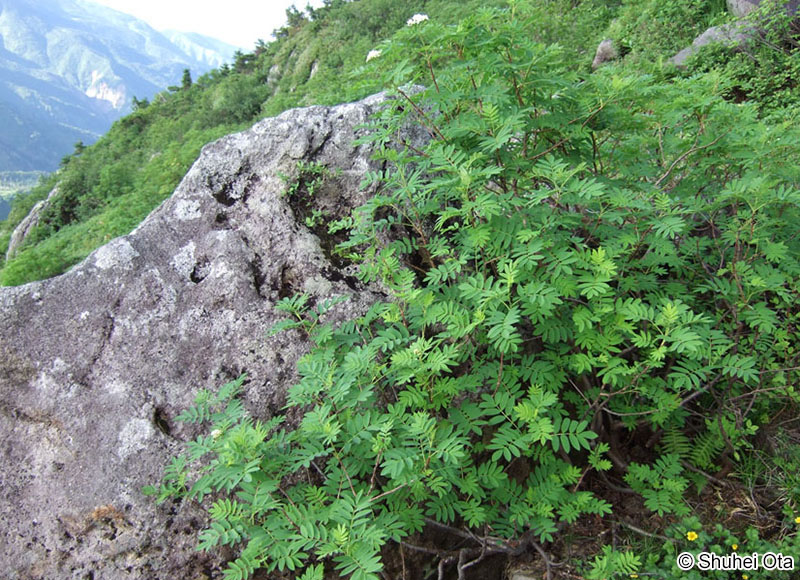 ウラジロナナカマド Sorbus matsumurana
